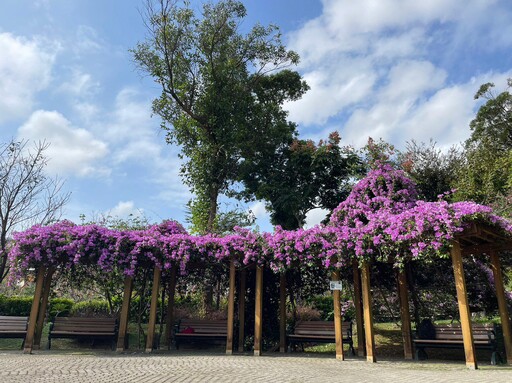 紫色花海夢幻降臨 新北景觀處精選三處「蒜香藤」花瀑秘境 要賞浪漫場景要把握時間