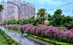 紫色花海夢幻降臨 新北景觀處精選三處「蒜香藤」花瀑秘境 要賞浪漫場景要把握時間