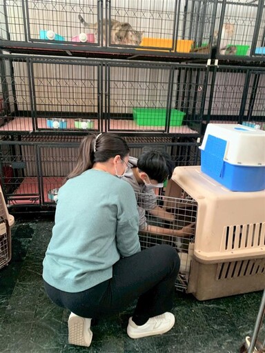 彰化縣政府積極處理特定寵物業不當飼養案件 41隻貓全數緊急收容安置 全面守護動物福祉