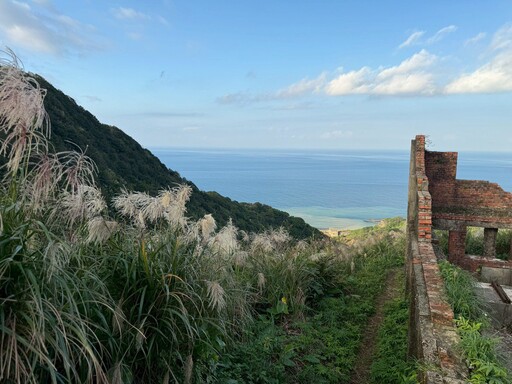 秋冬限定 芒花隨風綻放 新北推賞芒抽好禮