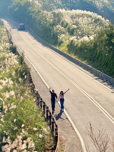 秋冬限定 芒花隨風綻放 新北推賞芒抽好禮