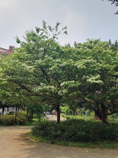 中和四號公園飄「四月雪」 流蘇綻放親子同遊好去處