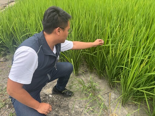 中市「水尾」農田缺水灌溉 農業局：將向水利署反映