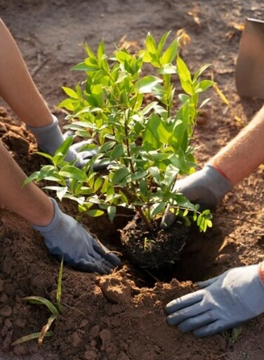 植樹減碳減污 避免排放臭氧前驅物樹種 環境部將邀各界研議精進