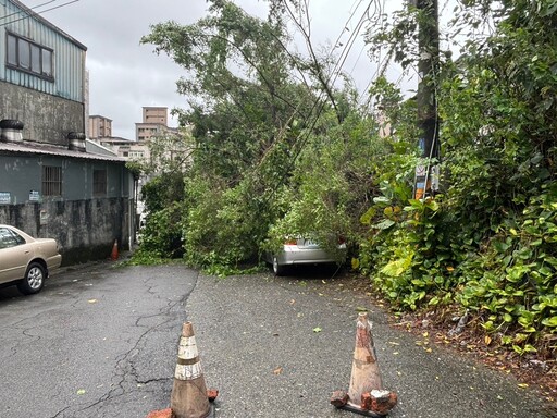 颱風外圍環流發威 路樹倒塌影響行車安全 警冒風雨即時排除