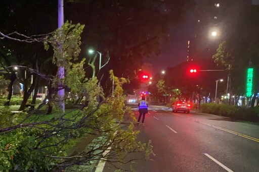 凱米颱風 樹倒重要幹道影響通行 大安警合力排除恢復交通