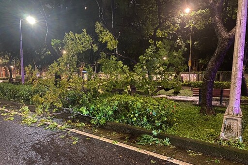 凱米颱風 樹倒重要幹道影響通行 大安警合力排除恢復交通