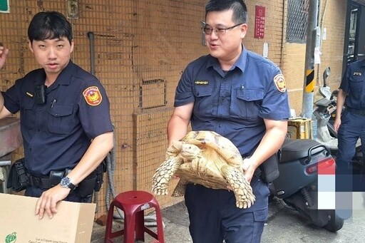 逃家寵物龜路中驚魂 文一警及時保護助返家