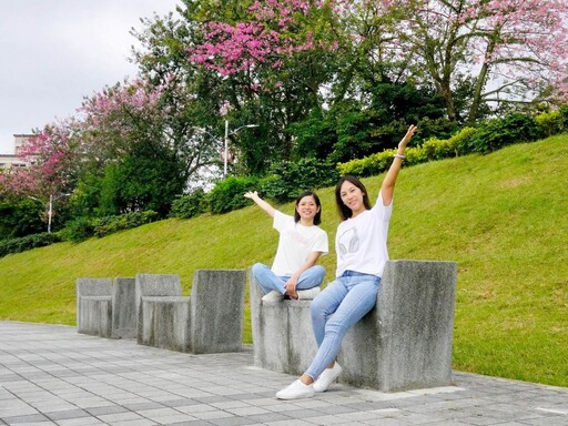 「美人櫻」綻放！ 大夥快揪伴來安溪里拍照賞秋景