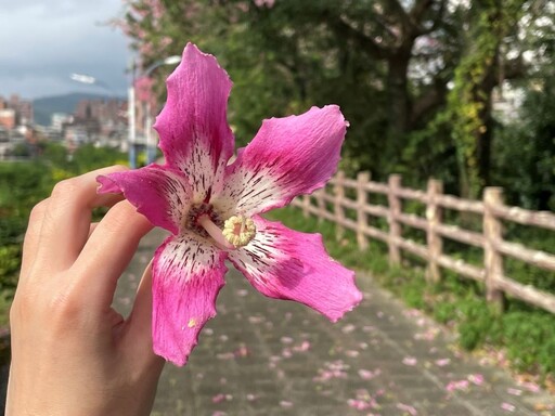 「美人櫻」綻放！ 大夥快揪伴來安溪里拍照賞秋景