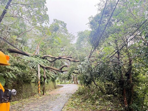 樹倒蜂窩擱來亂 台電北西區處力拚三峽山區復電