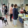 母狗溜躂後竟產下九胞胎 甲安埔愛鄉青年協會辦貓犬絕育獲肯定