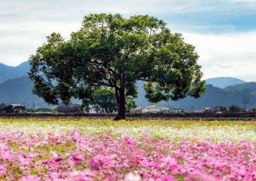 2024台中國際花毯節「太空花境」繁花綻放 必看花海美景