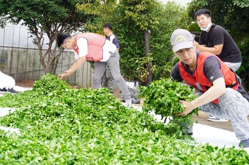 大展世代真功夫 全國製茶技術競賽新北囊括前三