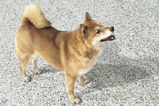 萌犬襲警 寧夏警值班遇迷路a萌柴 熱心助犬反遭咬傷