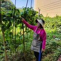 免費享農趣5個月 台中環保農園限時報名