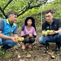 關心東勢果園大雨農損 江啟臣爭取全品項補助