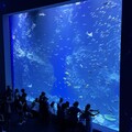 結合教育、保育與休閒 台中海洋館正式開館營運