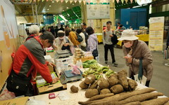 士林山藥小隊集結登場！黑白山藥對決、食農講堂一次看