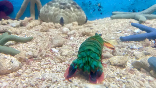 絕美「雀尾螳螂蝦」竟是海中超級拳王！
