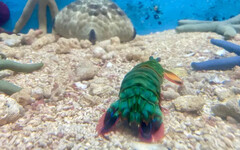絕美「雀尾螳螂蝦」竟是海中超級拳王！