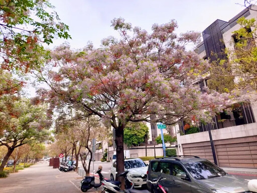 苦楝樹開花季 中市邀您談一場粉紫色戀愛