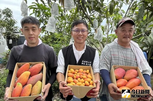 屏東高樹鄉無毒芒果 果肉細緻品質優良