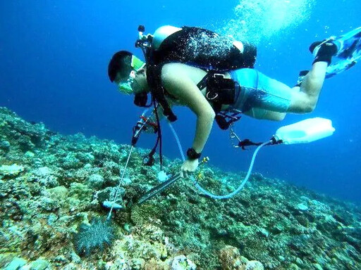 海洋保育署對棘冠海星將以注射醋酸液清除
