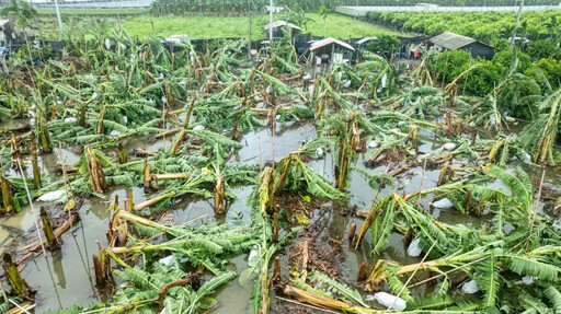屏縣農損嚴重 周春米爭取農業天然災害救助