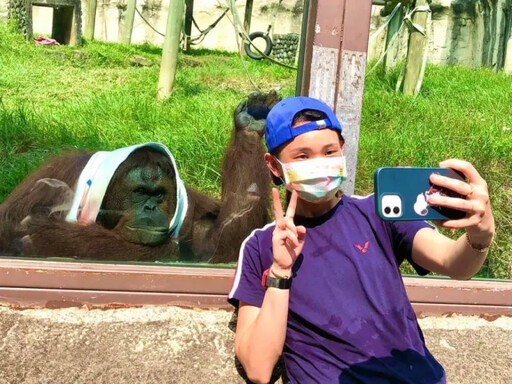 壽山動物園紅毛猩猩咪咪離世 保育員不捨