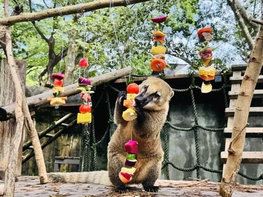 壽山動物過中秋！野營餐點讓動物大快朵頤