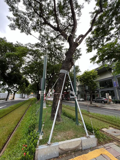 高雄輕軌護樹 48棵雨豆樹「鋼柱纜索加固」