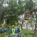 康芮來襲 高市公園處提醒車輛不要停路樹下