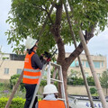 天兔颱風來襲 高市公園處提醒路樹下勿停車