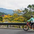 獅頭山楓葉轉紅「花現參山」單車尋花蹤