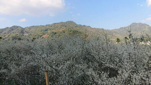 中市新社季節限定美景 漫步花海間