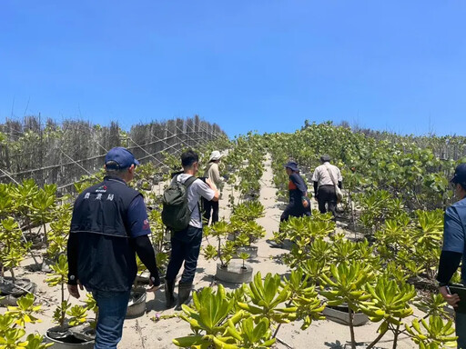 中市府攜手台積電「海岸造林」 創碳權