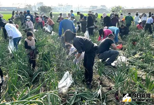 台電大林與南部發電廠共辦親子摘洋蔥趣活動