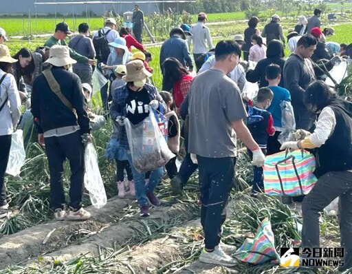 台電大林與南部發電廠共辦親子摘洋蔥趣活動