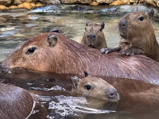 壽山動物園添丁！水豚與迷你驢家族寶寶超萌