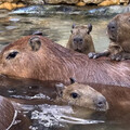 壽山動物園添丁！水豚與迷你驢家族寶寶超萌