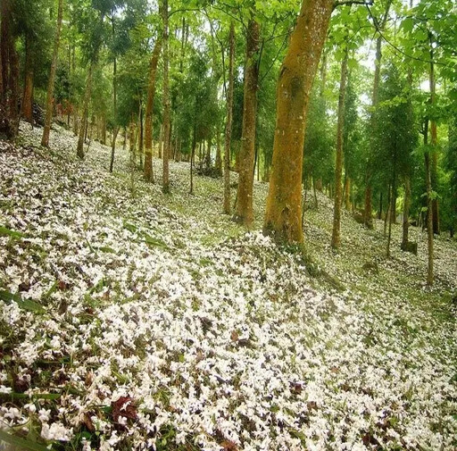 中市花都繽紛浪漫 一年四季賞花情報