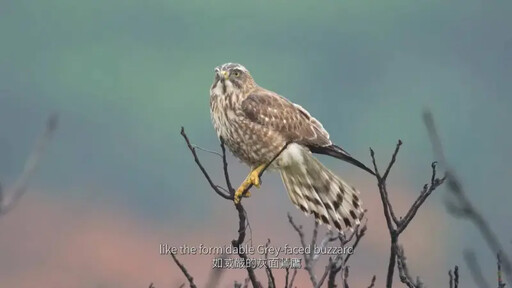 Birding in Taiwan 獲日本觀光電影節金獎