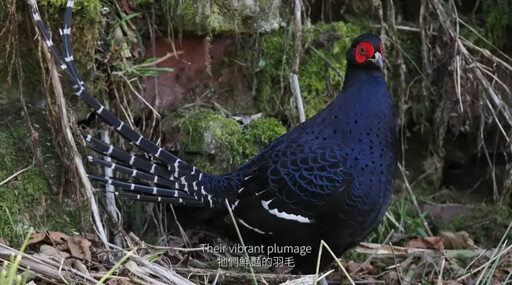 Birding in Taiwan 獲日本觀光電影節金獎