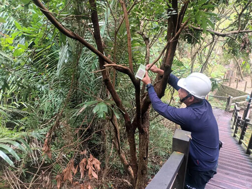 中市大坑釋放6萬隻平腹小蜂 防治荔枝椿象