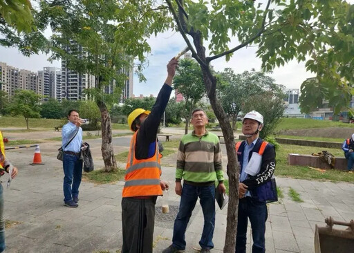 高捷黃線澄清路移樹 捷運局：兼顧工安護樹