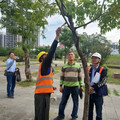 高捷黃線澄清路移樹 捷運局：兼顧工安護樹