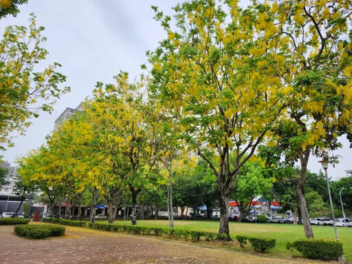 黃金隧道到紫色花海 中市賞花景點全攻略