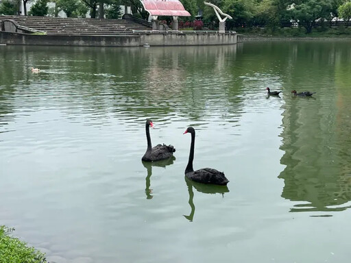 中市秋紅谷黑天鵝啟程 展翅飛北嶄新生活