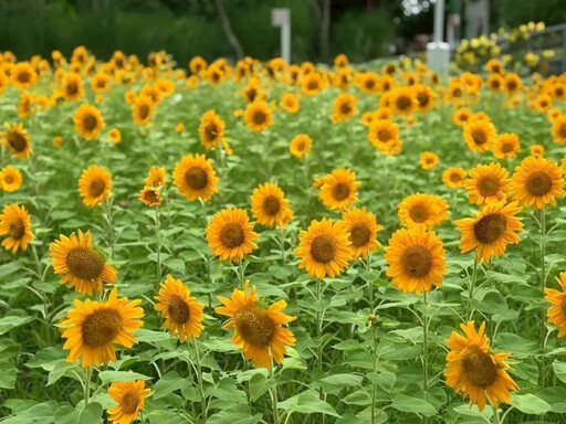 城市綠肺換夏裝 中央公園向日葵花海登場